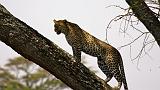 TANZANIA - Serengeti National Park - Leopardo - 14